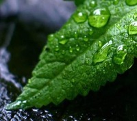 Nictel Menthol 10ml e-liquid
