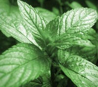 Nictel Peppermint 10ml e-liquid